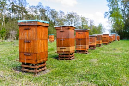 Beehives in apiary near forest. Bio Honey Production and Beekeeping Concept.