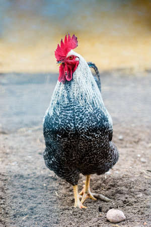 Black and white rooster walking in the yard - isolated on a creamy backgroundの写真素材