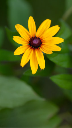 Vibrant Yellow Flower with Dark Center on Green Background - Nature Photography. Black-eyed Susan (Rudbeckia hirta) - popular garden flowerの写真素材