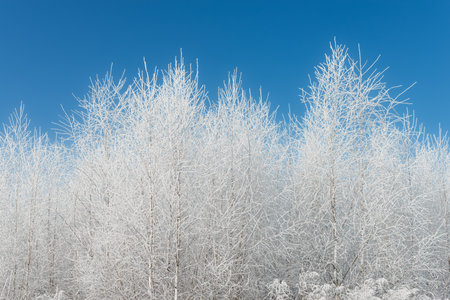 Frost-Covered Birch Forest Under a Clear Blue Winter Sky â Serene Nature Landscapeの写真素材