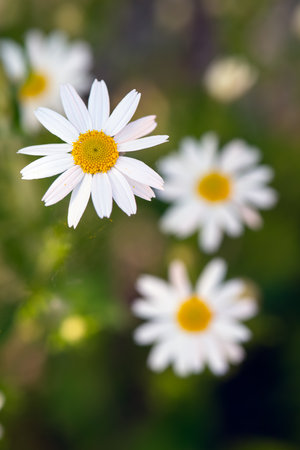 Close-up of a white daisy flower in full bloom with a yellow center, surrounded by blurred daisies and green foliage in a sunlit meadow, creating a soft and natural backgroundの写真素材