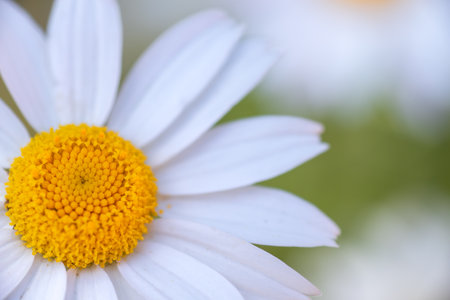 Close-up of a daisy flower with white petals and a vibrant yellow center on a blurred green background. Perfect representation of natural beauty and tranquility in macro photographyの写真素材