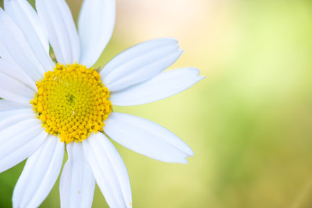 Close-up of a daisy flower with white petals and a vibrant yellow center on a blurred green background. Perfect representation of natural beauty and tranquility in macro photographyの写真素材