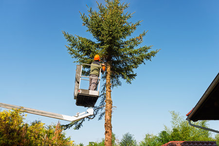 Arborist Trimming Tall Spruce Tree with Chainsaw from Elevated Platform on Clear Sunny Day in Residential Gardenの写真素材