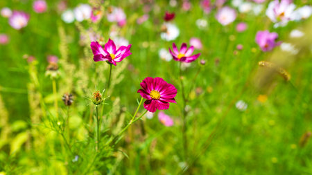 Vibrant pink cosmos flowers (Cosmos bipinnatus) blooming in green meadow with shallow depth of field, natural bokeh background creating dreamy summer garden atmosphereの写真素材