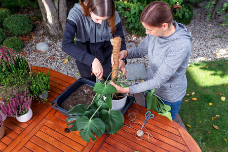 Two people gardening outdoors, repotting monstera plant and arranging support pole in pot on wooden table during autumnの写真素材