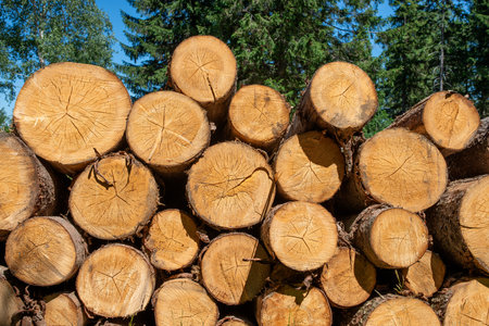 Closeup of stacked timber logs showing circular crossâ€‘sections and wood texture in forest,...