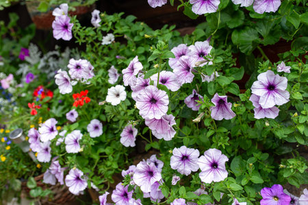 Abundant lilac petunia flowers cascading from lush green balcony planter, creating vibrant summer garden wall of colorの写真素材