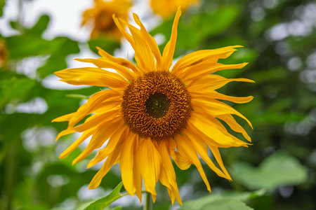 Vibrant Yellow Sunflower Closeup with Golden Center and Curved Petals against Blurred Green Leaves Backgroundの写真素材