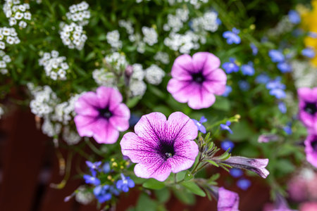 Vibrant purple petunia and white sweet alyssum flowers in mixed summer flower bed with soft bokeh garden backgroundの写真素材