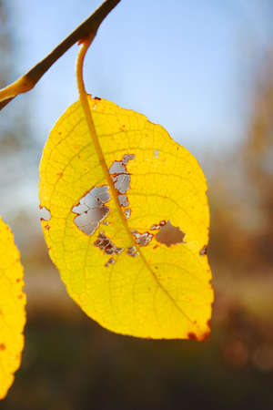 close-up: fall yellow leafの写真素材