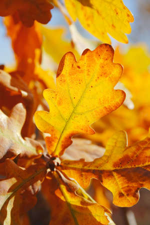 autumn: oak (Quercus sp.) leaves
