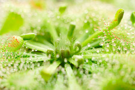 close-up: sundew (Drosera capillaris) central rosetteの写真素材