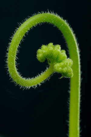 close-up of sundew (Drosera capensis) flower stem with buds over blackの写真素材