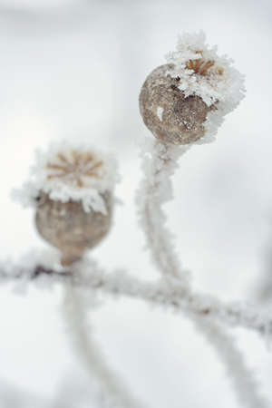 closeup of frosted dry poppy bags at winter timeの写真素材