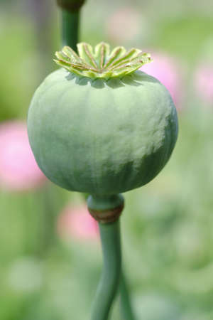 unripe green poppy - head (Papaver sp.) with blurred backgroundの写真素材