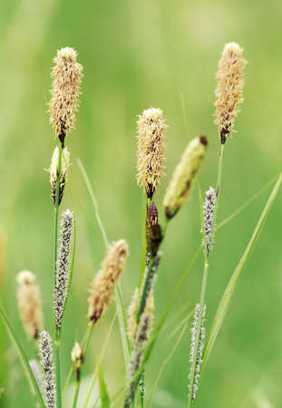Sedges inflorescences with male and female flowers. Close up photo.の写真素材