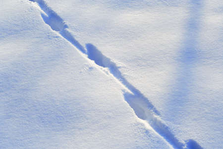 Fresh snow with animal track and visible texture taken in sunny day