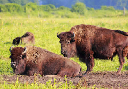American bison (Bison bison) herd are resting on a green fieldの写真素材