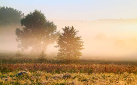 A trees in morning light with delicate fog over meadows. Poland, Swietokrzyskie, near Bolmin.の写真素材