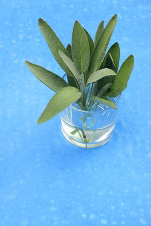 A bunch of sage in glass with water on blue backgroundの写真素材