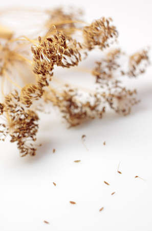Dried dill (Anethum graveolens) inflorescences with shallow depth of fieldの写真素材