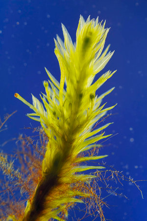 Microscopic view of moss with visible rhizoids. Rheinberg illumination.の写真素材