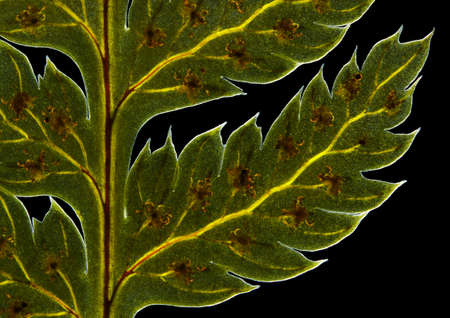Broad buckler fern (Dryopteris dilatata) frond detail with sporangia. Polarized light, crossed polarizers.の写真素材