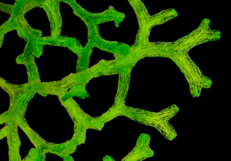 Microscopic view of Crystalwort (Riccia fluitans) thalli. Darkfield illumination.の写真素材