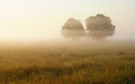 Hazy morning over meadow with two trees silhouette. Europe, Poland, Holy Cross Mountains.