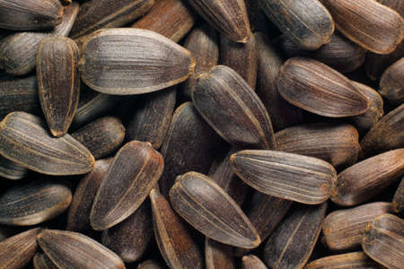 Sunflower seeds (with hull) close up. Full frame shoot.の写真素材