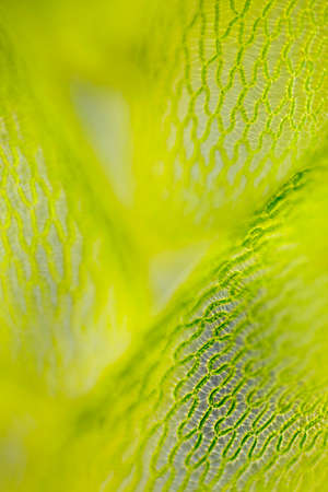 Detail of peat moss leaf (Sphagnum). Darkfield illumination.