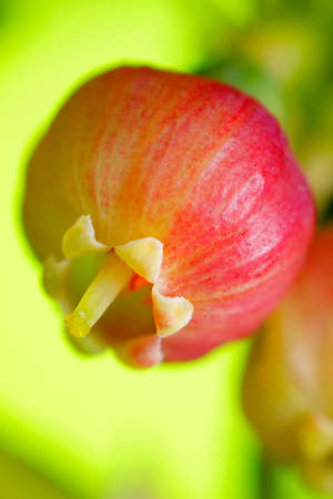 Close up photograph of a Bilberry (Vaccinium myrtillus) flowerの写真素材