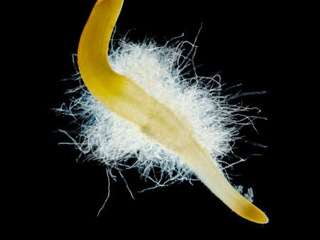 Chili pepper (Capsicum annuum) seedling root hair close up. Darkfield illumination.
