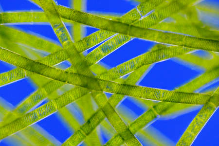 Microscopic view of green algae (Spirogyra). Rheinberg illumination.