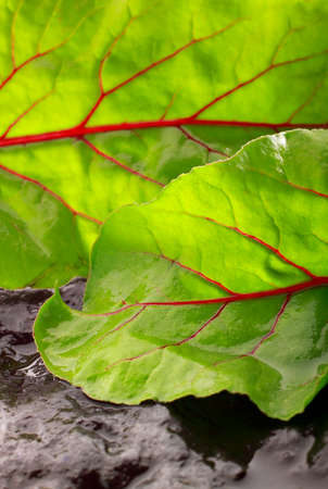 Wet beetroot leaves detail. Close up view.の写真素材