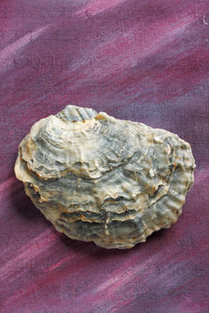 Oyster shell over painted textile background. Copy space, overhead view.