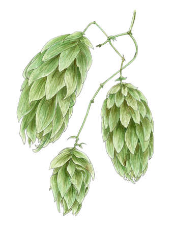 Common hop (Humulus lupulus) cones botanical drawing over white background. Pencil and watercolor on...