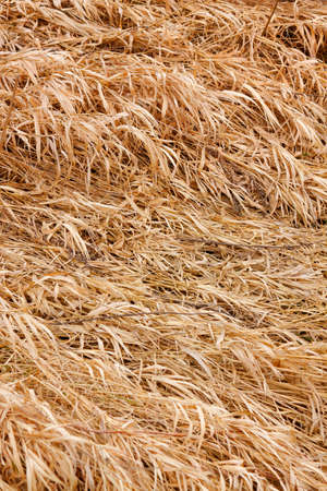 Dry grass texture on flood-meadow at early springの写真素材