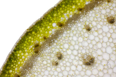 Microscopic view of Bearded iris (Iris, x germanica) plant stem cross section. Brightfield illumination.の写真素材