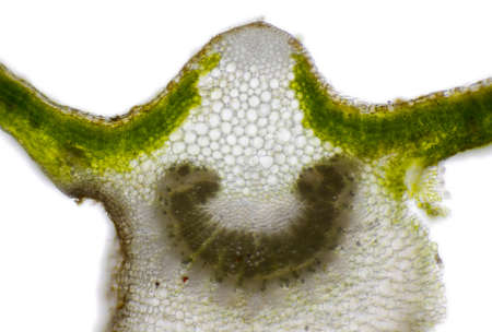 Microscopic view of Mallow (Malva sp.) leaf cross section. Brightfield illumination.