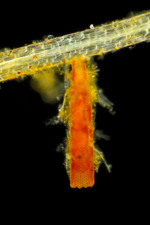 Microscopic view of unspecified eggs in tube shaped packet on Common duckweed (Lemna minor) root....