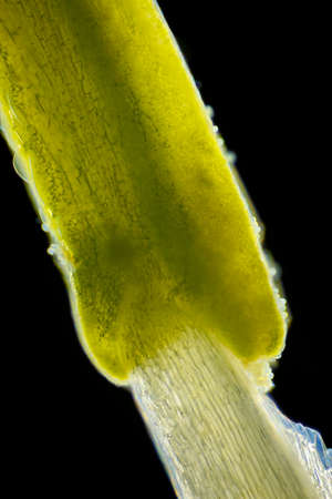 Microscopic view of flower stamen. Darkfield illumination.