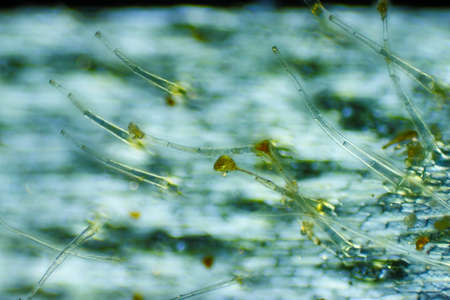 Microscopic view of Garden geranium (Pelargonium x hortorum) trichomes (hairs). Polarized light,...