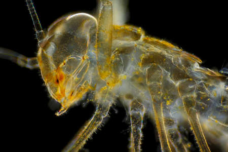 Microscopic view of mayfly larva (naiad, nymph) empty skin. Darkfield illumination.