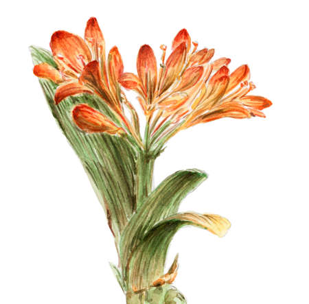 Hippeastrum flowering plant. Watercolor on paper.の写真素材