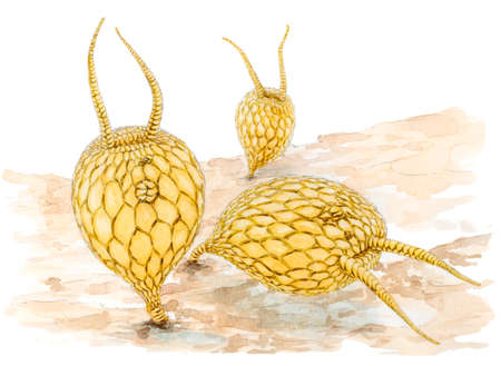 Drawing of a extinct Ordovician cystoids Aristocystites bohemicus on a sea floor. Pencil and watercolor on paper.の写真素材