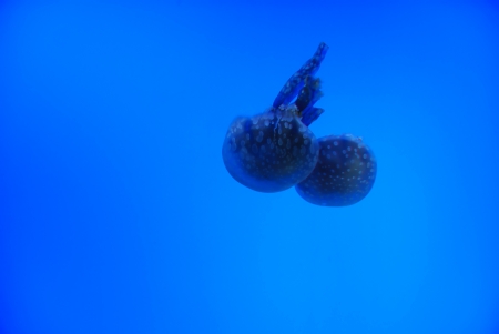 Danger wild jellyfish in the deep seaの写真素材