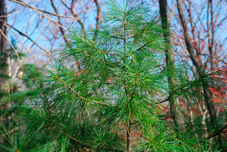 Branch of pine as a background
