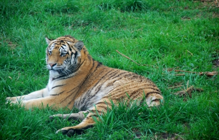 Beautiful wild tiger on the grass in forest